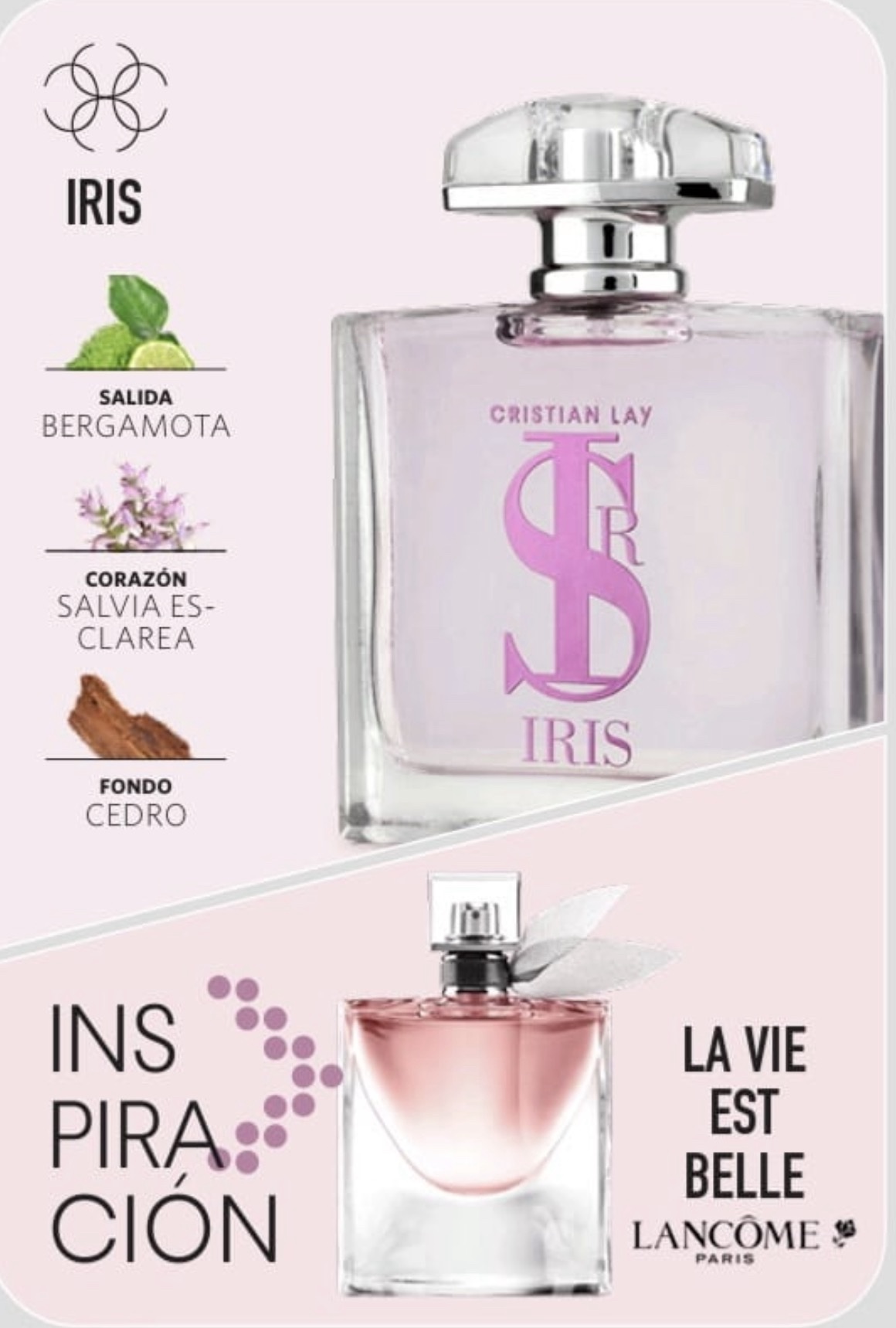 Eau de Parfum Iris, 100ml - Image 2